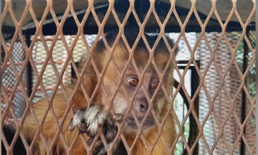La Policía Federal Argentina rescató a un mono en grave estado de deterioro