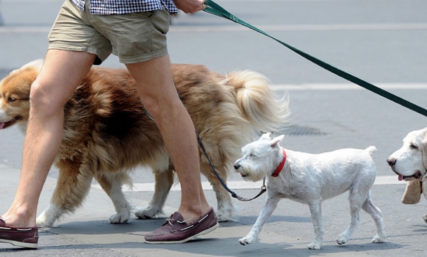 Golpes de calor en animales: cuáles son las medidas de prevención para evitarlos