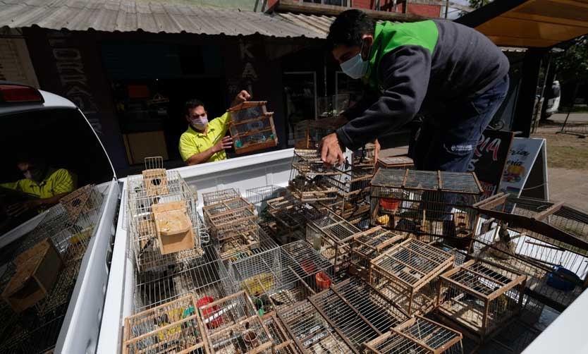 Más de 60 aves fueron rescatadas del tráfico ilegal