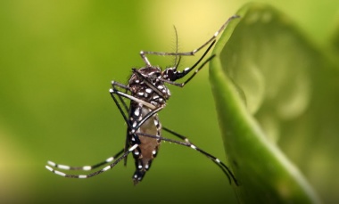 Dengue en la provincia: confirman un caso sin antecedente de viaje y alertan por posible brote