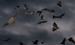 La Reserva Natural invita a un curso sobre murciélagos