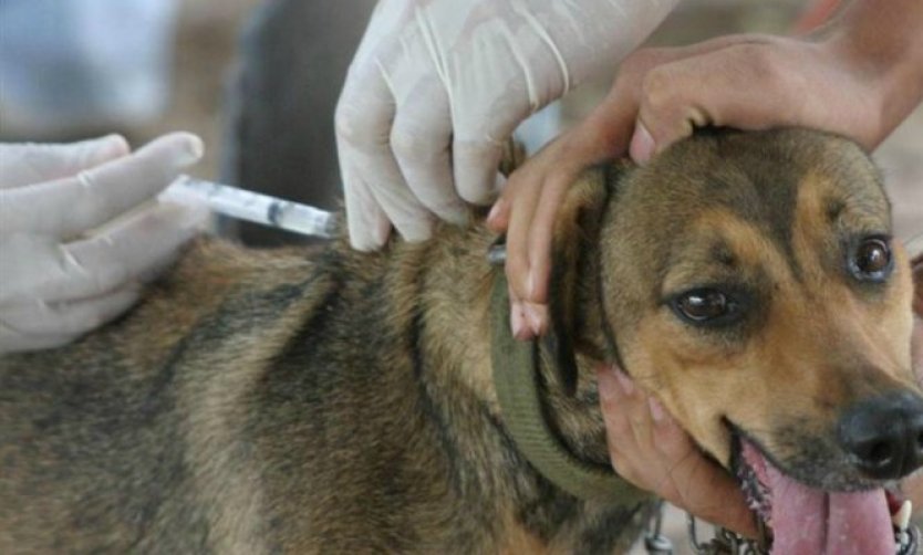 Detectan un caso de rabia en la Provincia y el Municipio intensifica la vacunación de gatos y perros