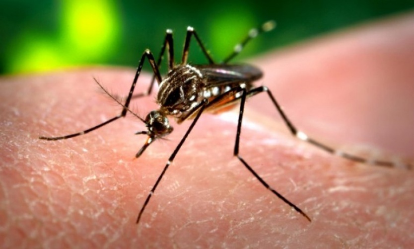 “Tapá, lavá, girá y tirá” la campaña de prevención bonaerense para frenar el dengue