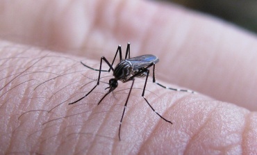 Dengue: hay circulación autóctona en unos 15 municipios bonaerenses