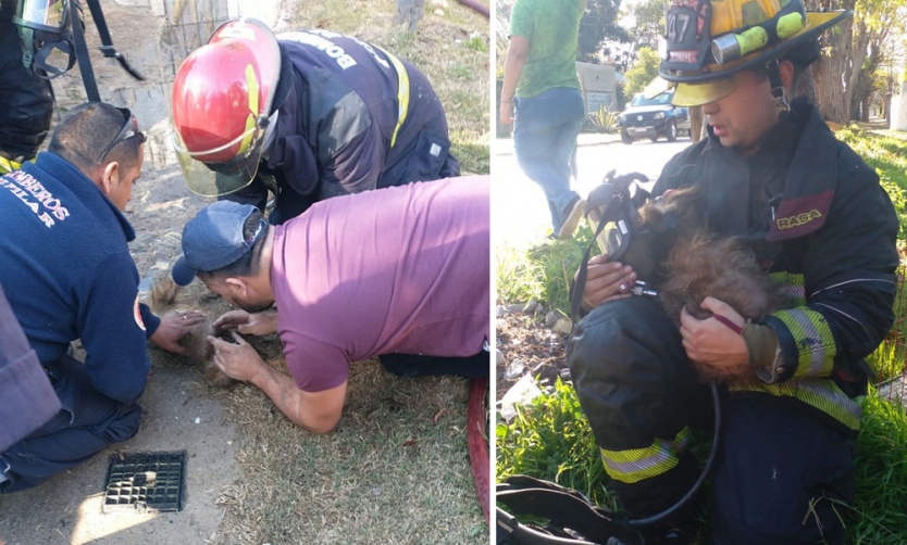 Bomberos le salvaron la vida a un perro que había quedado atrapado en un incendio