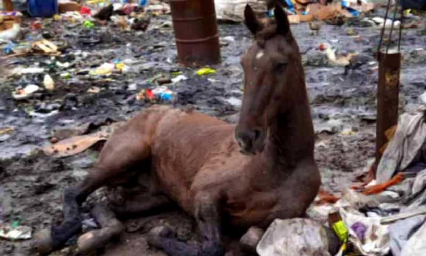 Rescatan a caballo desnutrido y maltratado: detienen al dueño