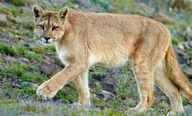 Sigue la búsqueda del puma que fue visto en las inmediaciones de un country de Pilar