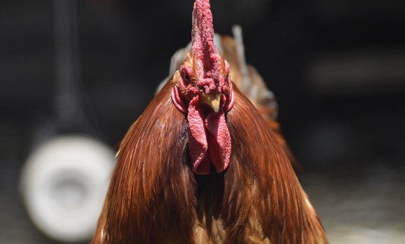 El Gobierno asistirá a productores avícolas afectados por influenza aviar