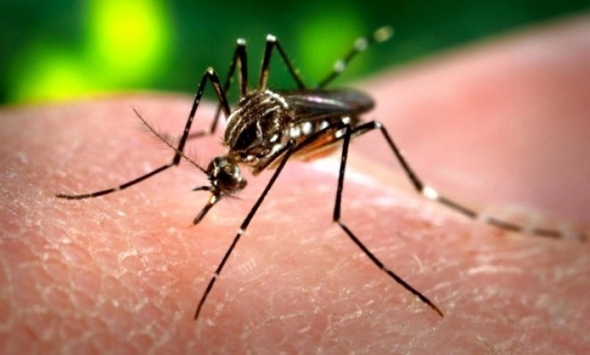 La oposición pide datos sobre la prevención del Dengue