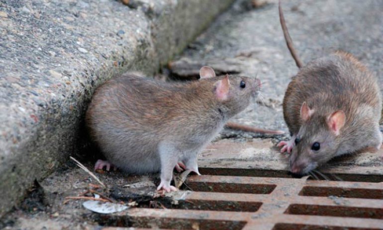 Preocupación por la aparición de ratas en el centro de Del Viso