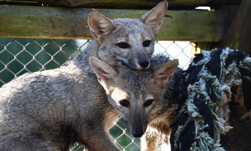Dos zorros grises volvieron a su hábitat tras haber sido capturados en un country de Pilar