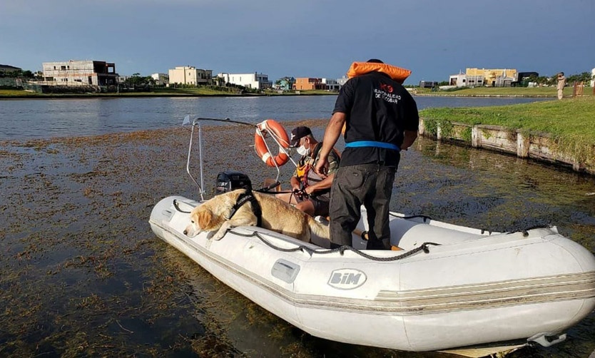 Perro rescatista de Pilar se suma a la búsqueda de un joven que cayó a un lago