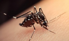 Salud: Pilar en brote por dengue junto a otras 16 comunas