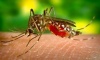Dengue: Piden extremar cuidados para evitar casos en el distrito