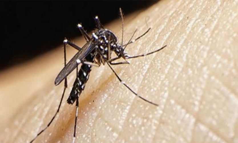 La Provincia advierte que se atraviesa el pico máximo de dengue y chikungunya