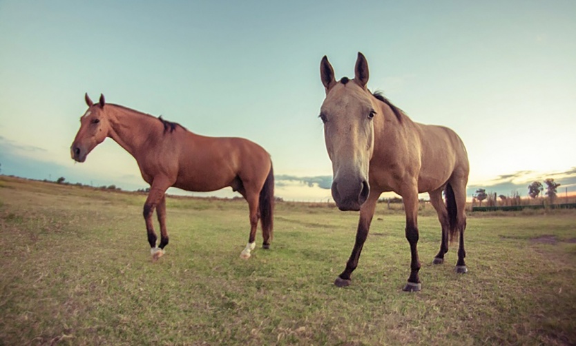 Confirman la primera persona fallecida por encefalitis equina en la provincia