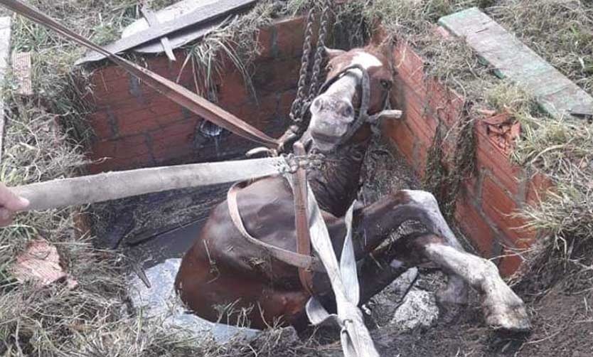 Bomberos rescataron a una yegua que se había caído a un pozo