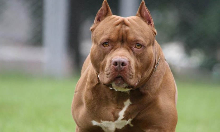 Un pitbull se escapó y atacó a dos mujeres en las inmediaciones de una escuela