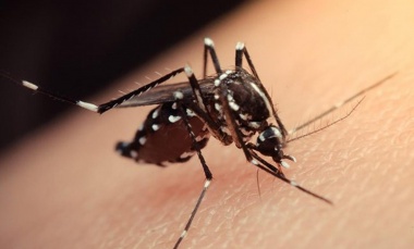 Piden "extremar medidas de prevención" para evitar enfermedades transmitidas por mosquitos