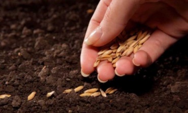 Soberanía Alimentaria: El Municipio entregará semillas a vecinos en el centro de Pilar