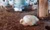 Influenza aviar: Se confirmó el primer caso positivo en aves de corral en la provincia de Río Negro