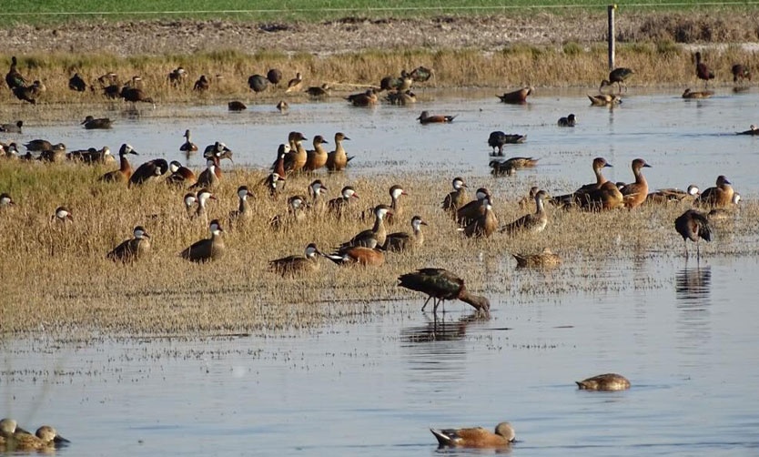 Provincia lanzó un programa para trabajar en la conservación de humedales