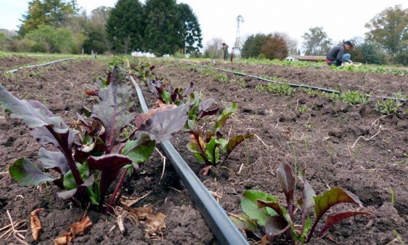 Con una jornada de actividades, se celebrará en Pilar el Mes de la Agroecología