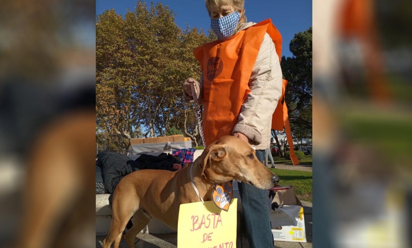 Proteccionistas reclamaron castraciones masivas de perros y gatos