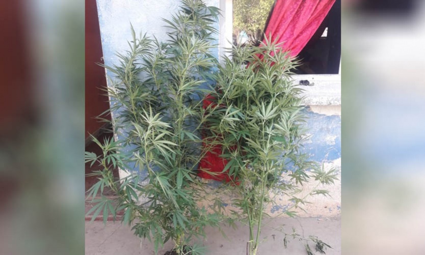 Les hallaron plantas de marihuana de casi dos metros y quedaron detenidos