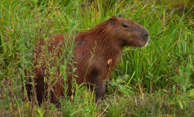 Carpinchos: buscan desalojarlos de Nordelta y una ONG se opone