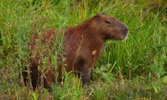 Carpinchos: buscan desalojarlos de Nordelta y una ONG se opone