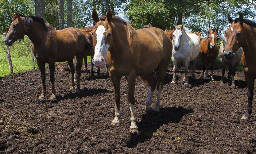 Encefalomielitis equina: ya son 98 los brotes confirmados en la Provincia