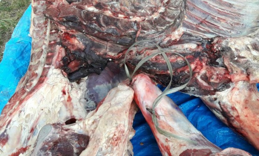 Decomisaron 350 kilos de carne podrida que estaban a punto de ingresar al circuito comercial