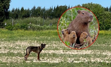 Imágenes sensibles: vecinos de Nordelta denuncian que perros salvajes atacan carpinchos y cazan a sus crías