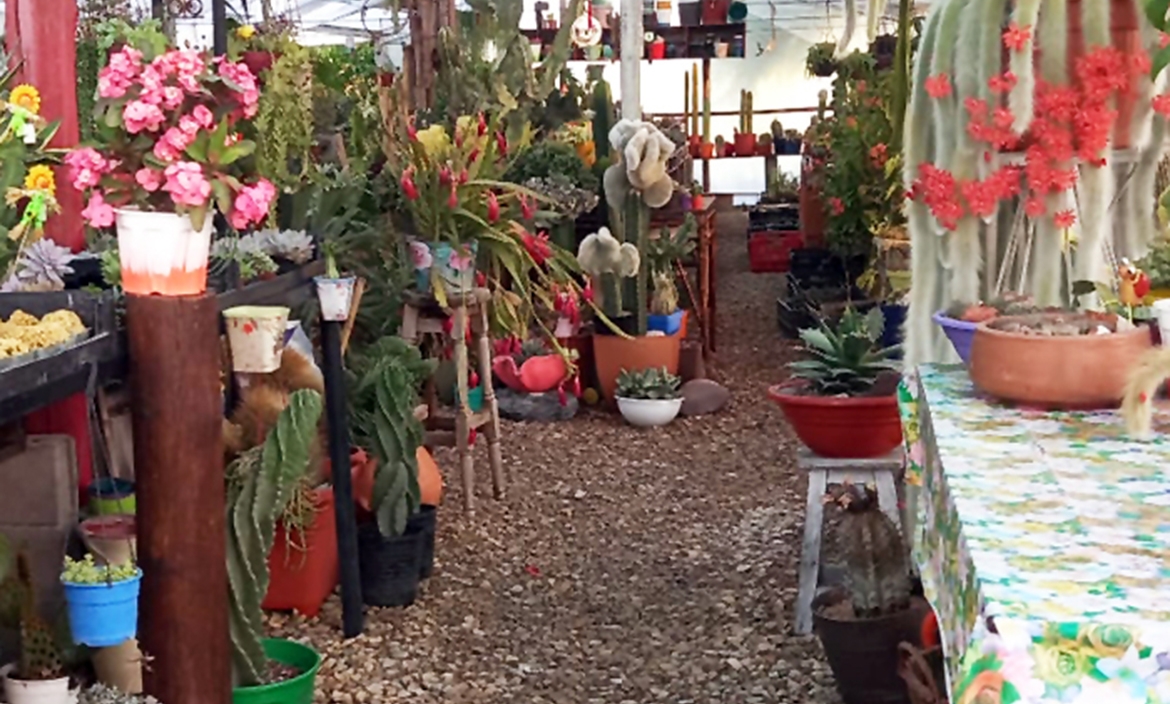 Primavera bonaerense: naturaleza, cultura y tradición en cada rincón