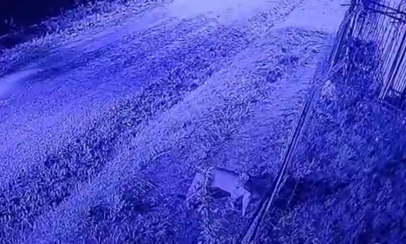 Avistaron un puma en inmediaciones de un barrio cerrado de Pilar